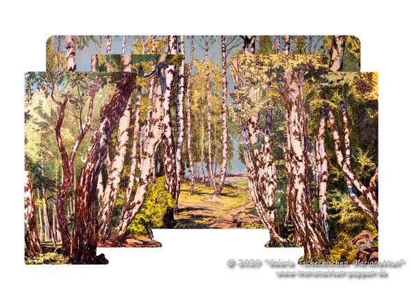 Birch forest background and backdrop